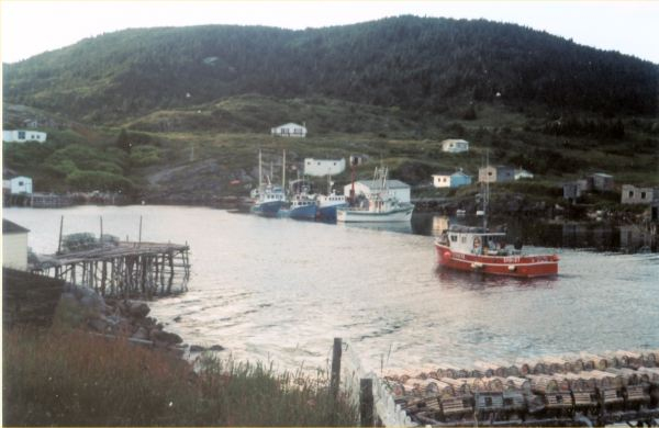 556: Red Island. "When all the crab fishermen were in". (2002) [courtesy of Madonna (Bishop)  Mulrooney]